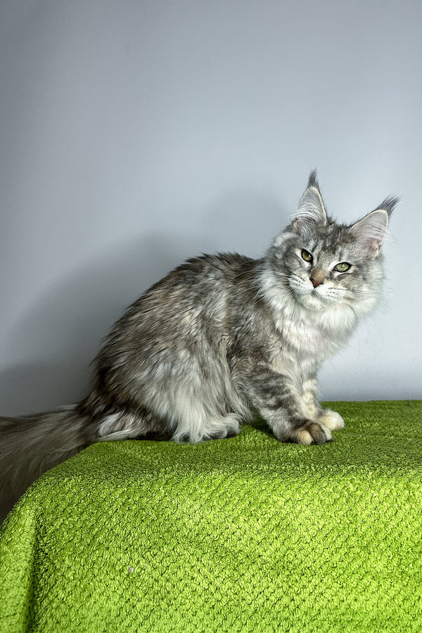Veda | Maine Coon Kitten