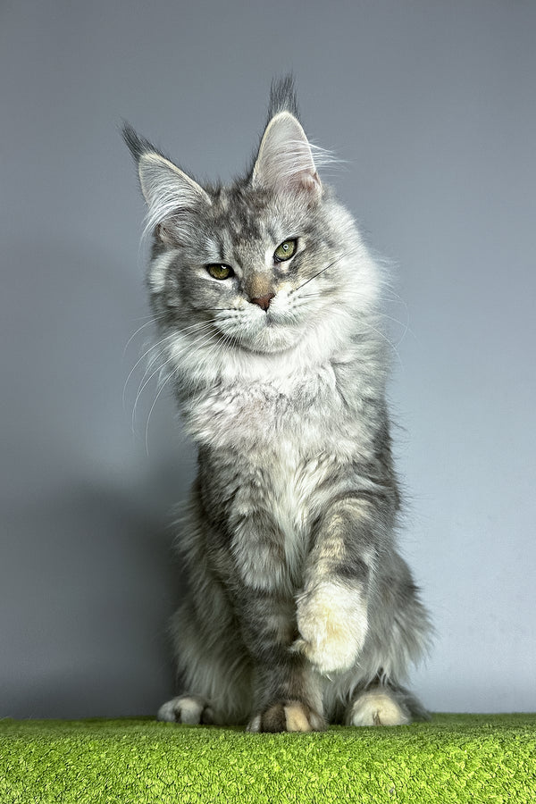 Veda | Maine Coon Kitten