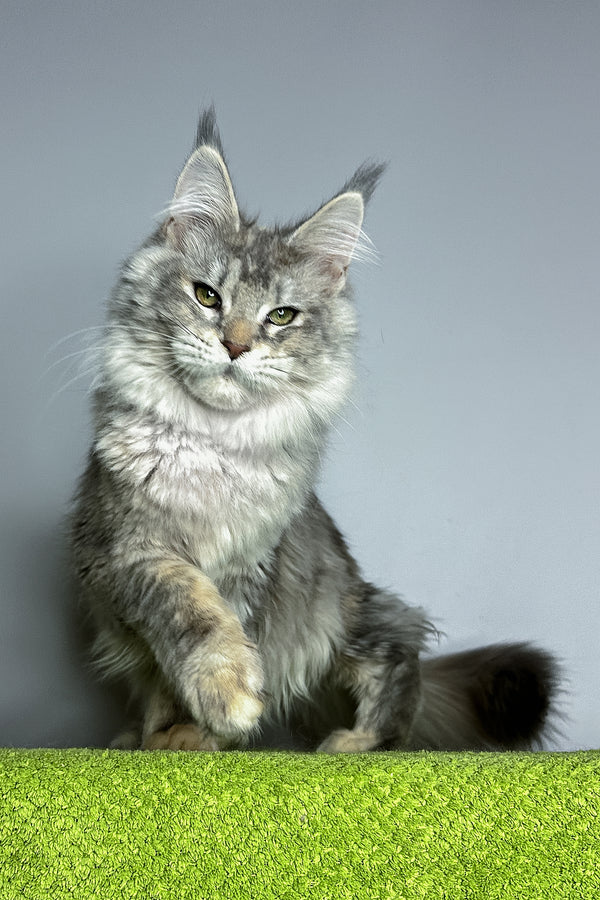 Veda | Maine Coon Kitten