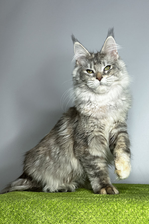 Veda | Maine Coon Kitten