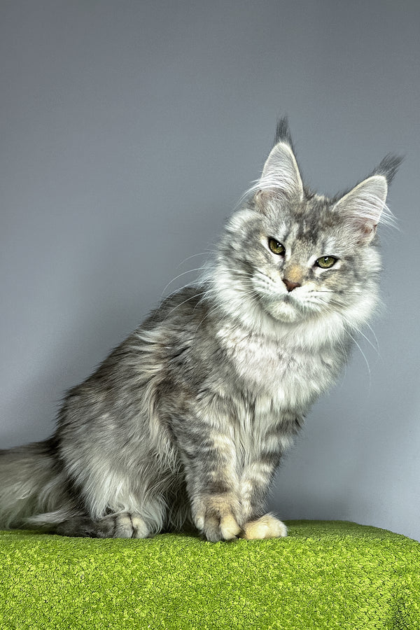Veda | Maine Coon Kitten