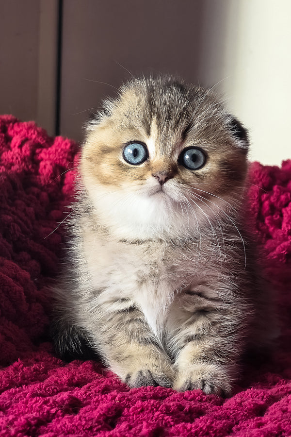 Vanse | Scottish Fold Kitten