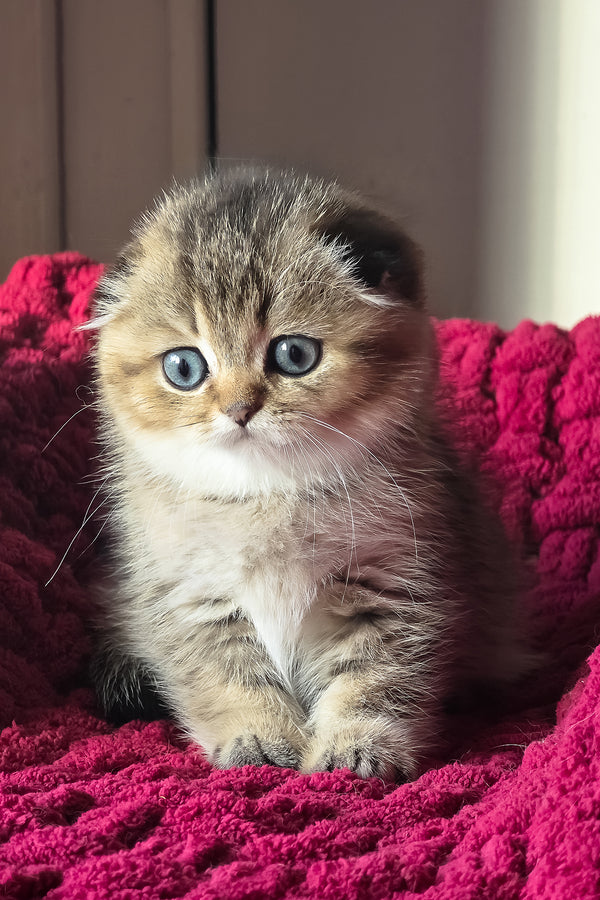 Vanse | Scottish Fold Kitten