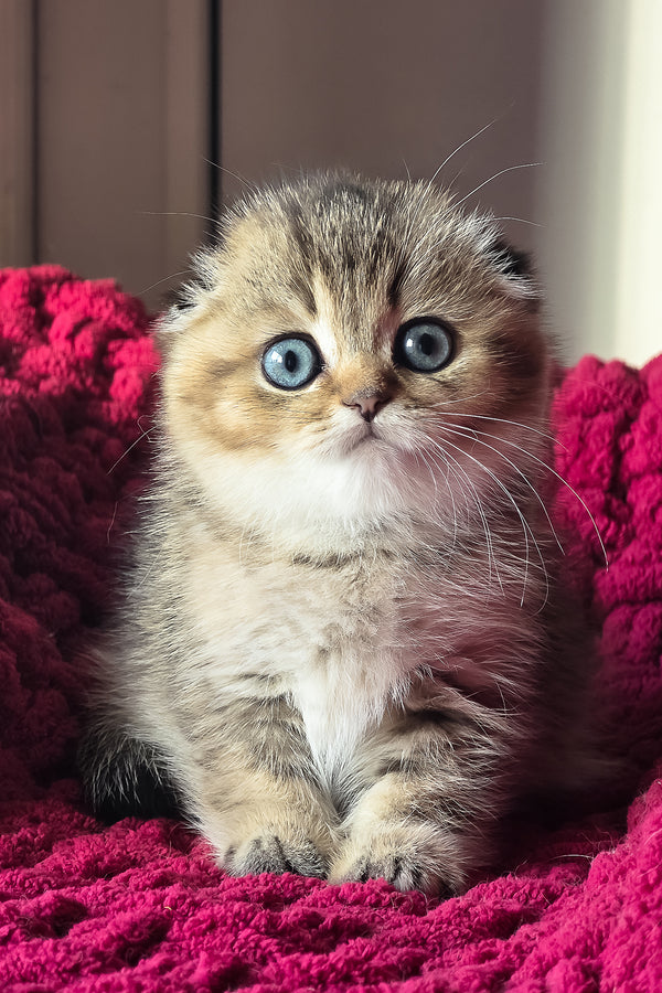 Vanse | Scottish Fold Kitten