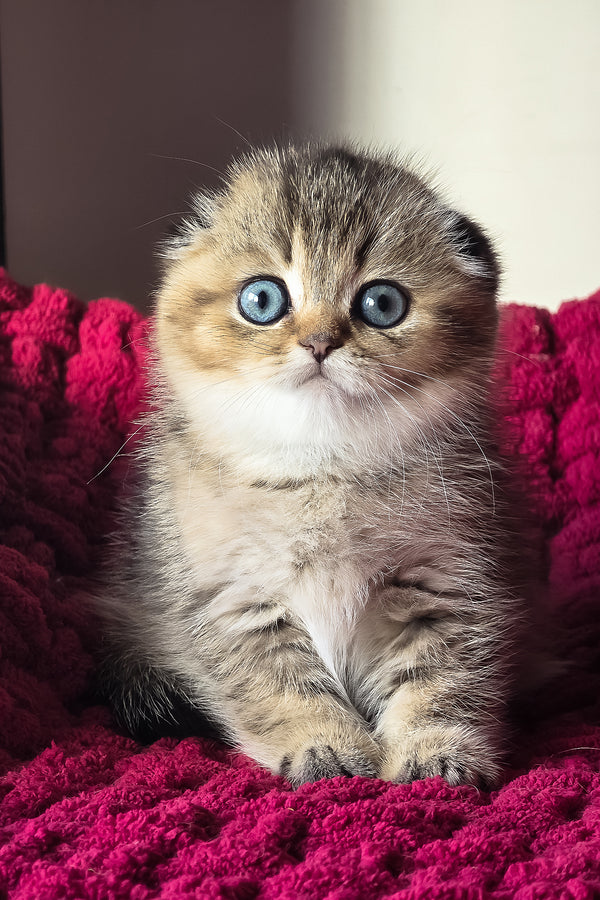 Vanse | Scottish Fold Kitten