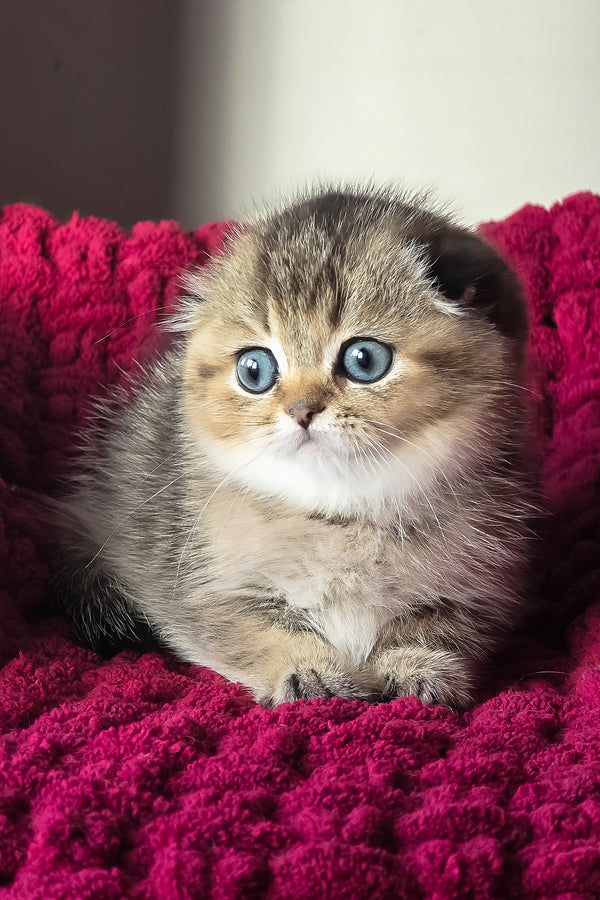 Vanse | Scottish Fold Kitten