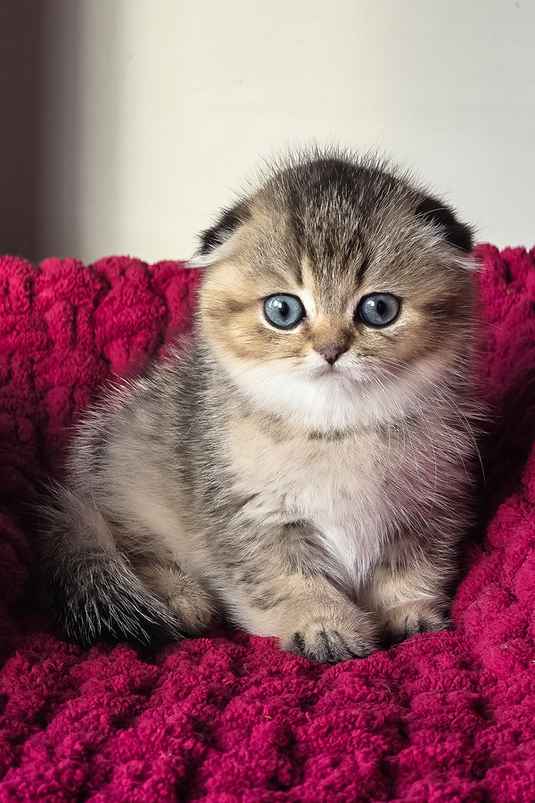 Vanse | Scottish Fold Kitten