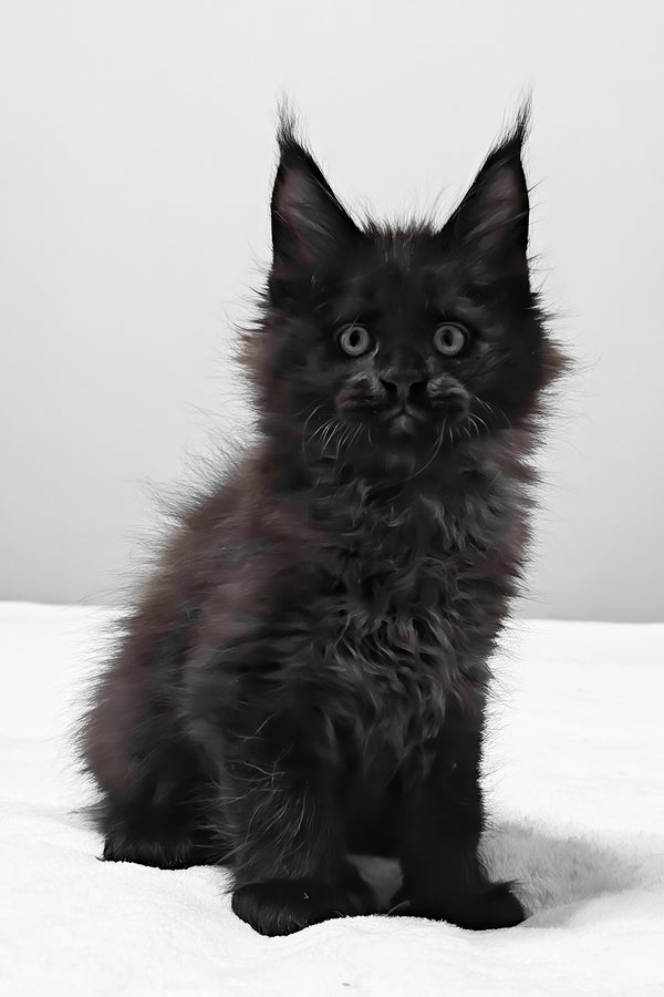 Vance | Polydactyl Maine Coon Kitten