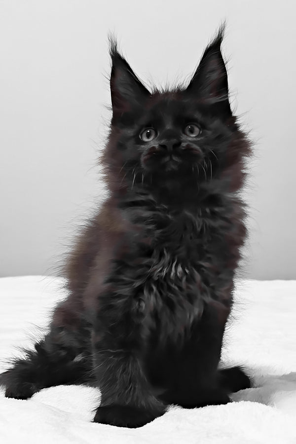 Vance | Polydactyl Maine Coon Kitten