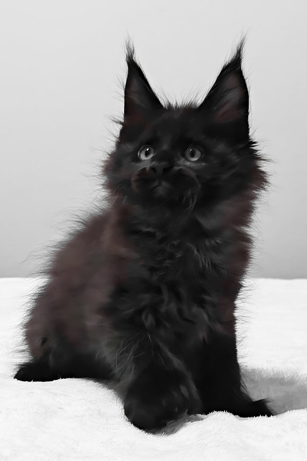 Vance | Polydactyl Maine Coon Kitten
