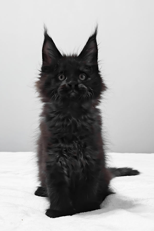 Vance | Polydactyl Maine Coon Kitten