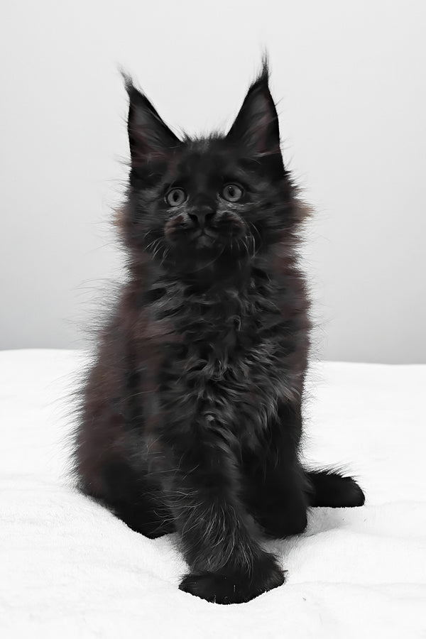 Vance | Polydactyl Maine Coon Kitten