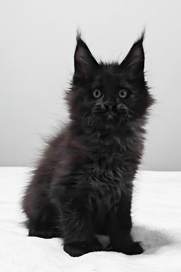 Vance | Polydactyl Maine Coon Kitten