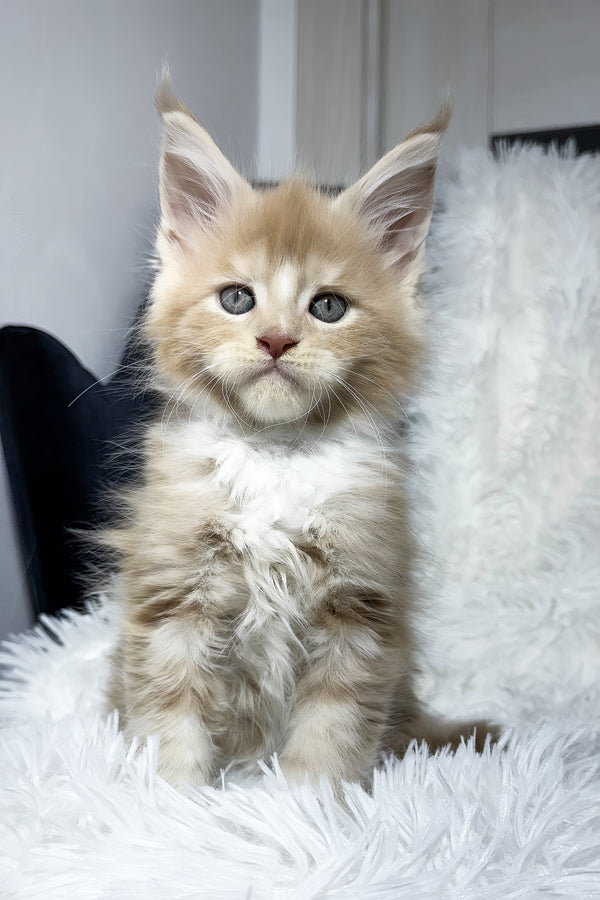 Veles | Maine Coon Kitten