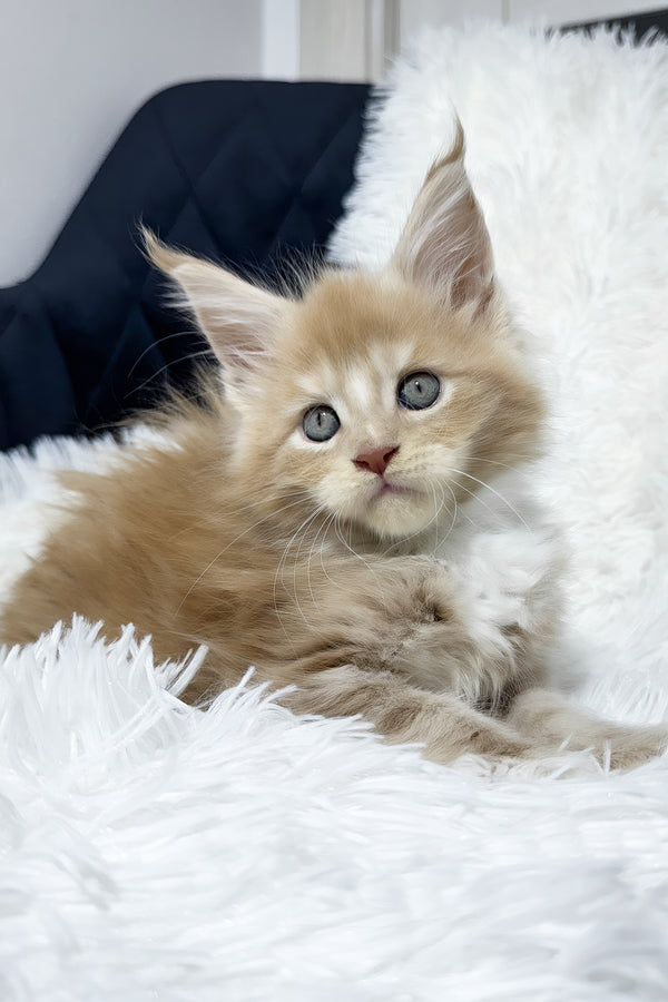 Veles | Maine Coon Kitten