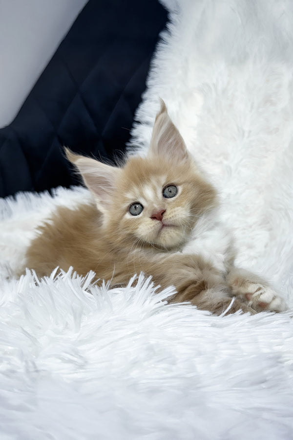 Veles | Maine Coon Kitten