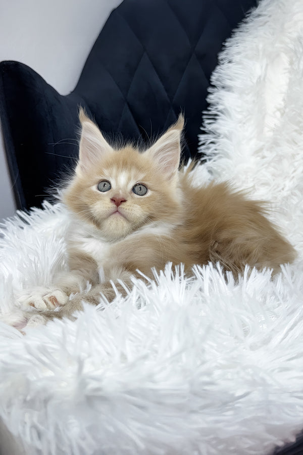 Veles | Maine Coon Kitten