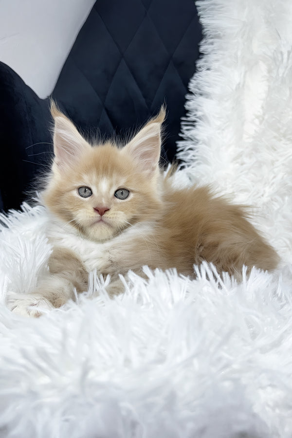 Veles | Maine Coon Kitten