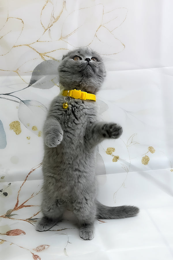Venera | Scottish Fold Kitten