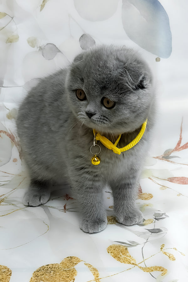 Venera | Scottish Fold Kitten