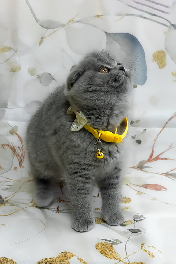 Venera | Scottish Fold Kitten
