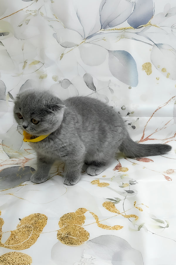 Venera | Scottish Fold Kitten