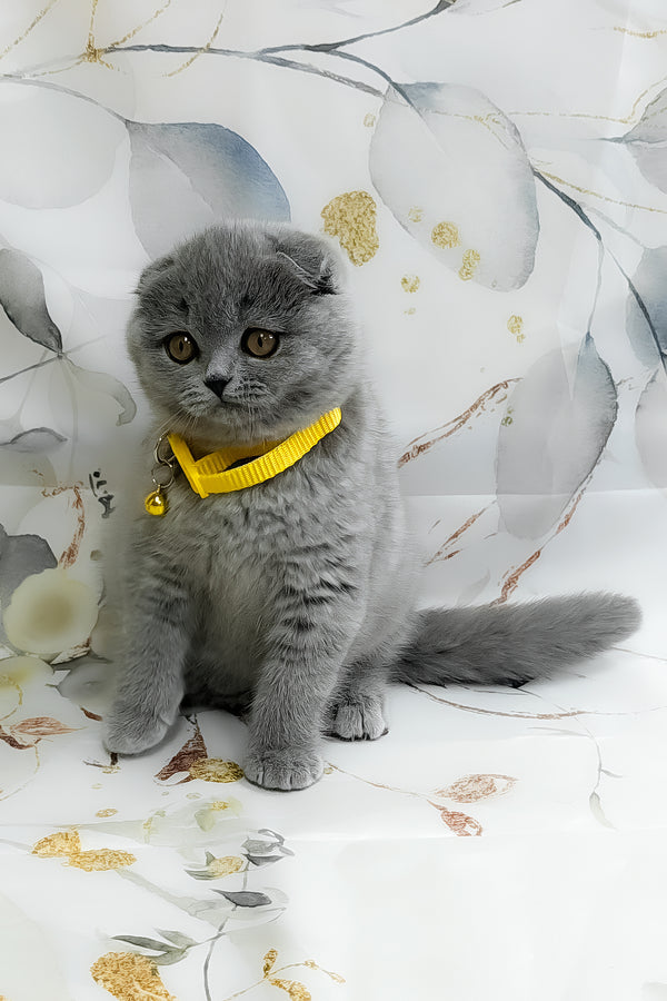 Venera | Scottish Fold Kitten