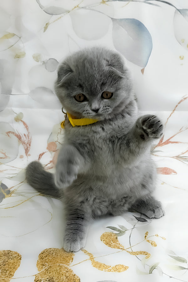 Venera | Scottish Fold Kitten