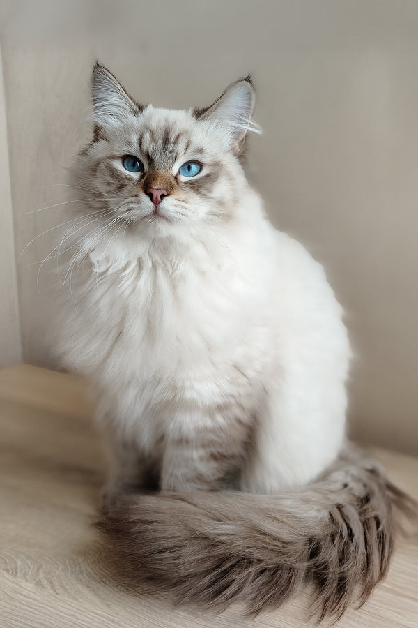 Venya | Siberian Kitten