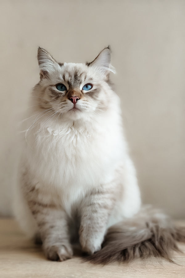 Venya | Siberian Kitten