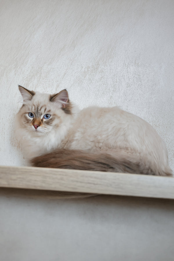 Venya | Siberian Kitten