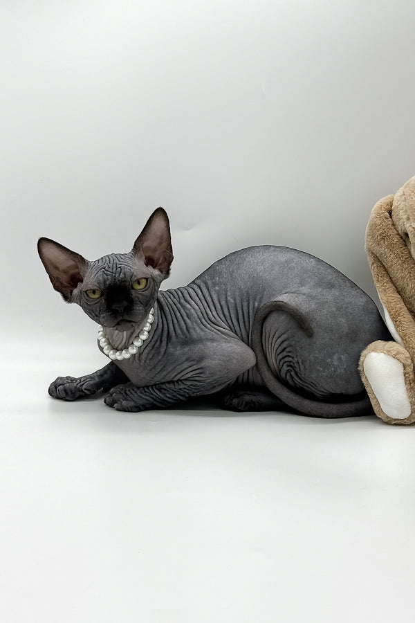 Verona | Canadian Sphynx Kitten