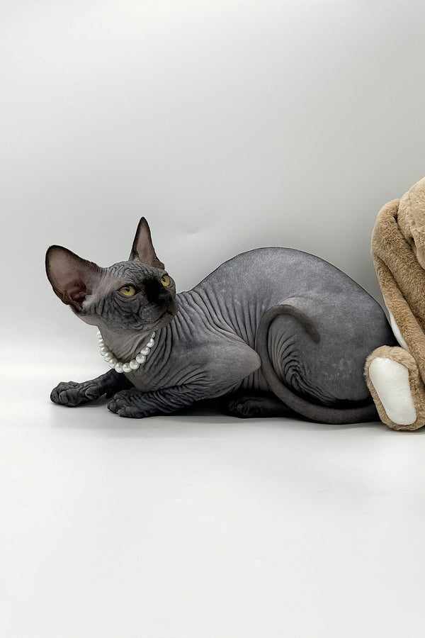 Verona | Canadian Sphynx Kitten