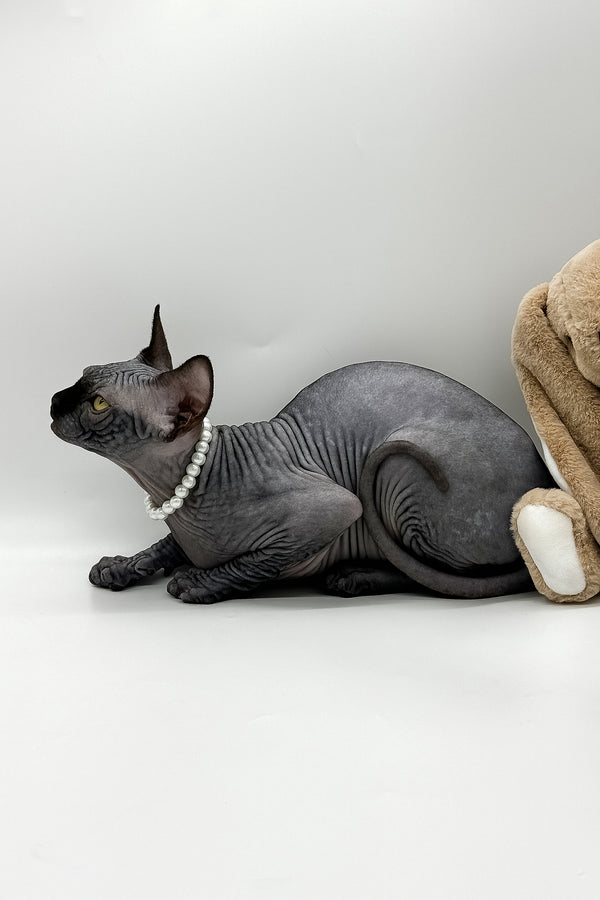 Verona | Canadian Sphynx Kitten