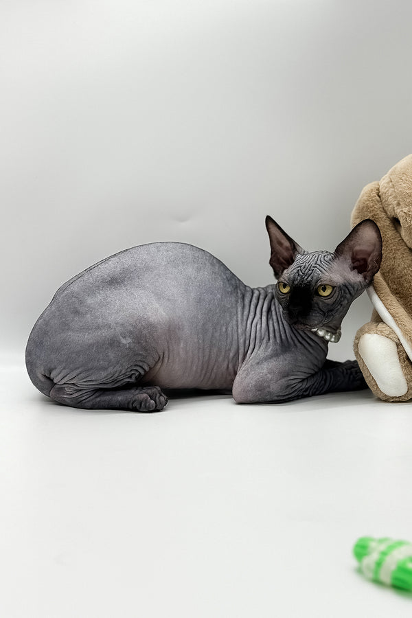 Verona | Canadian Sphynx Kitten