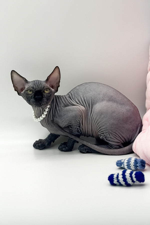 Verona | Canadian Sphynx Kitten