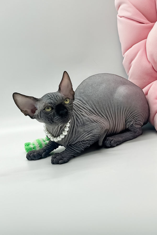 Verona | Canadian Sphynx Kitten