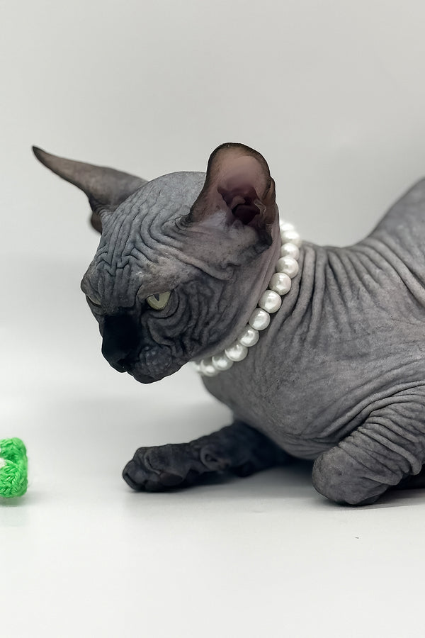 Verona | Canadian Sphynx Kitten