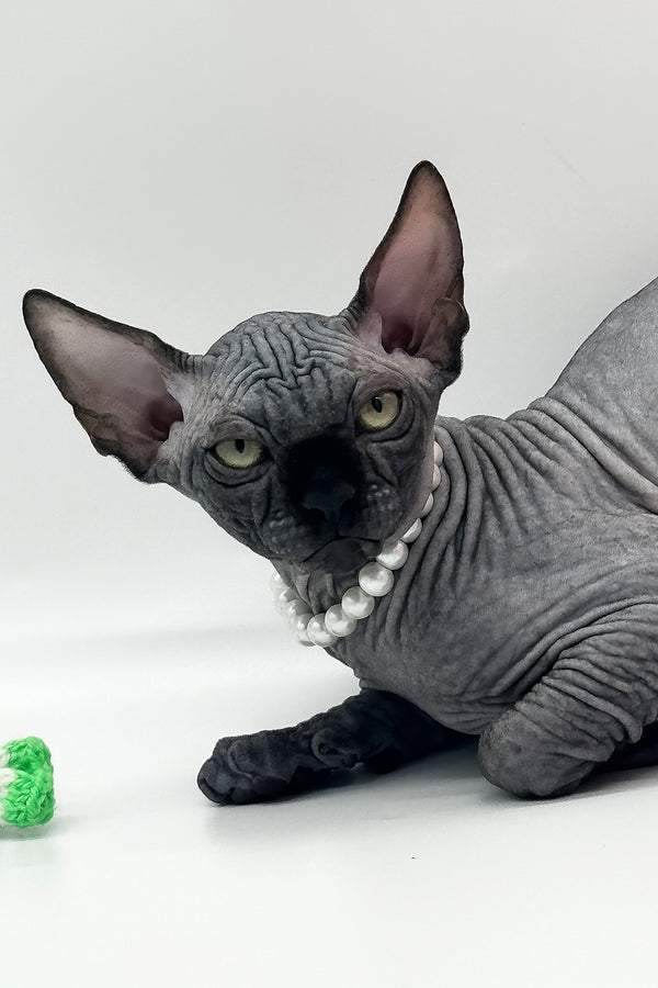 Verona | Canadian Sphynx Kitten