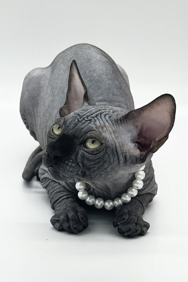 Verona | Canadian Sphynx Kitten
