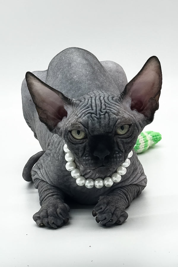 Verona | Canadian Sphynx Kitten