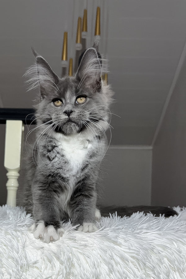 Vesna | Maine Coon Kitten
