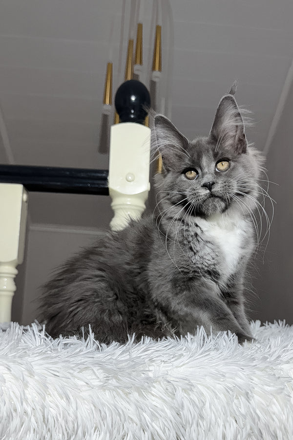 Vesna | Maine Coon Kitten