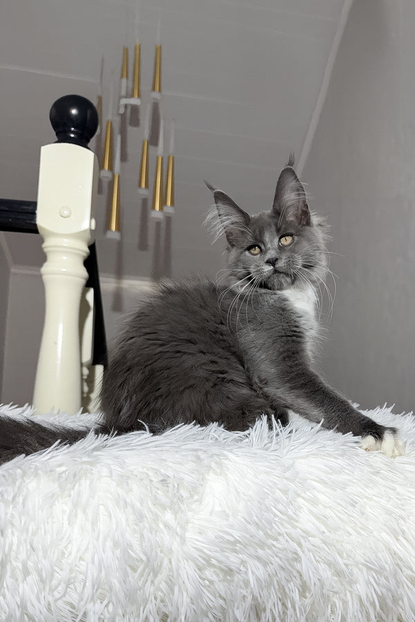 Vesna | Maine Coon Kitten