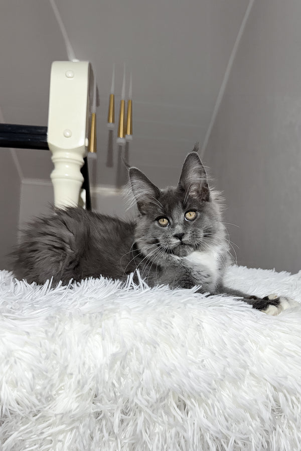 Vesna | Maine Coon Kitten