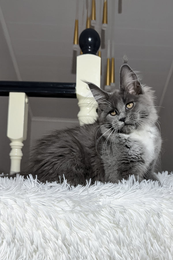 Vesna | Maine Coon Kitten
