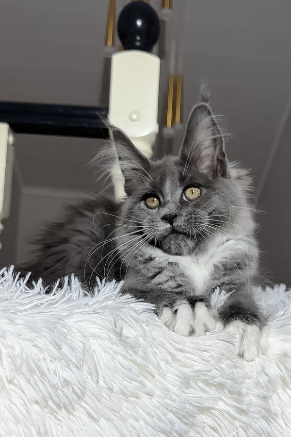 Vesna | Maine Coon Kitten