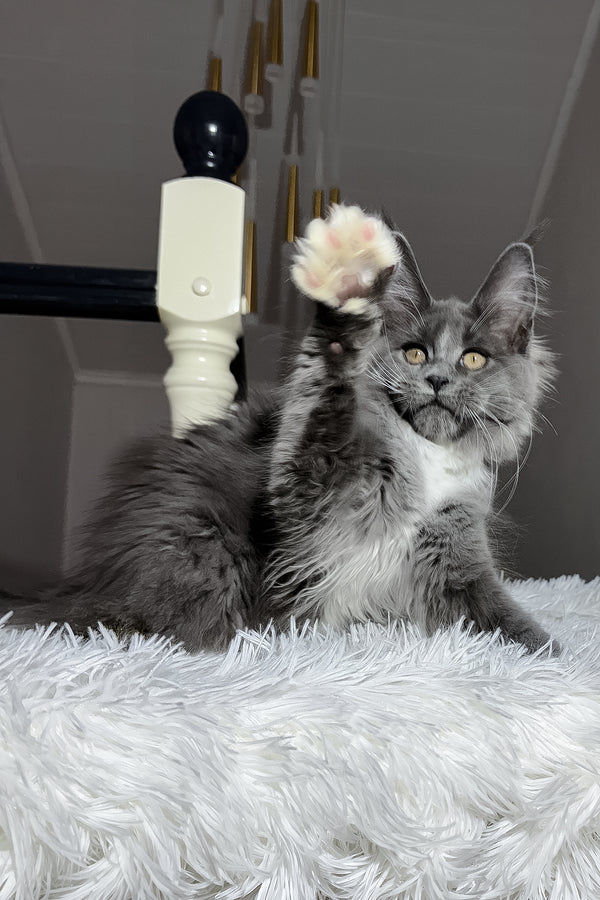 Vesna | Maine Coon Kitten