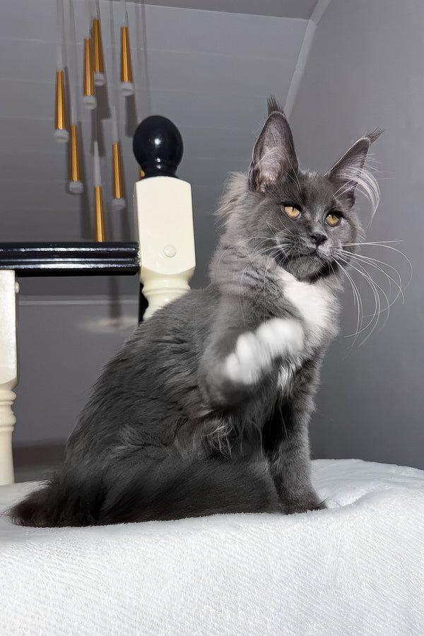 Vesna | Maine Coon Kitten