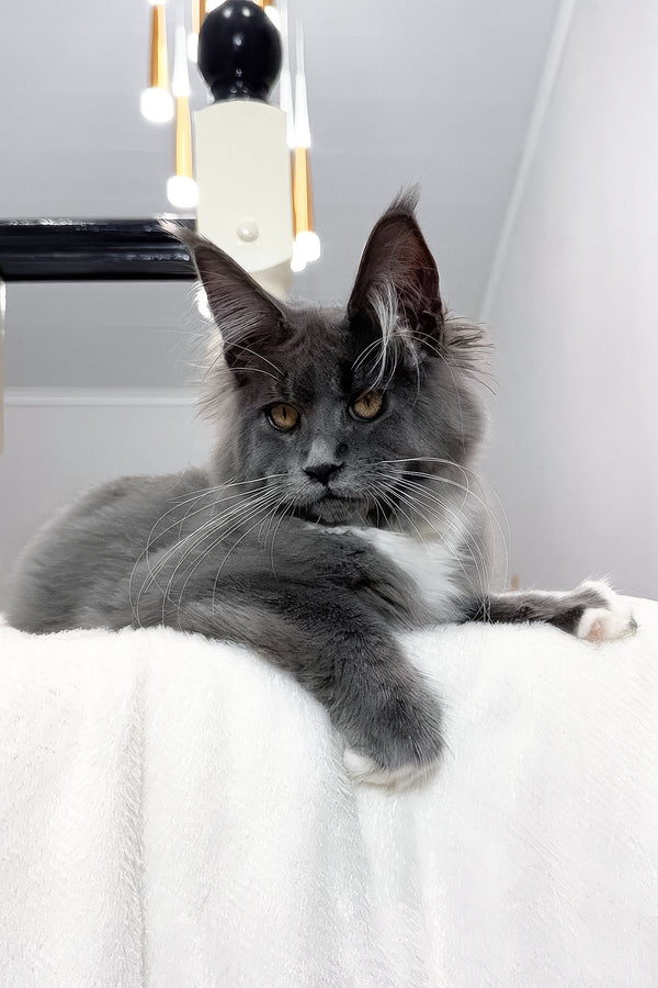 Vesna | Maine Coon Kitten